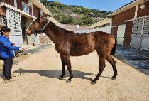 ���������� (HYPER FORCE) ����