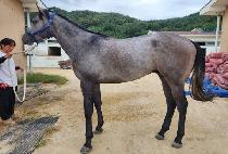 �ӽ�ŶŸ�� (MUSKET TIME) ����