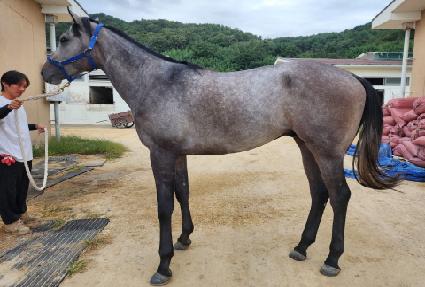 �ӽ�ŶŸ�� ����