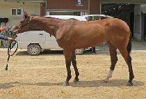 ���̵�Ų (LADYKIN) ����