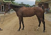 �����ǽ�Ÿ (NAEGILUI STAR) ����