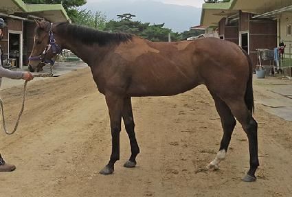 �����ǽ�Ÿ ����