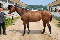 ����� (TOP LINE) ����