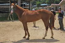 �����ѺҲ� (CHALLANHAN BULKKOT) ����