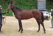 �ư��Ǽ��� (AGAPANTHUS) ����