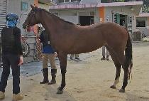 �������� (BILLION QUEEN) ����