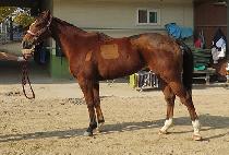 ��ȭ���� (SINHWA YEONGGWANG) ����