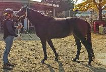 �׽�Ÿ���� (TESTA BLUE) ����