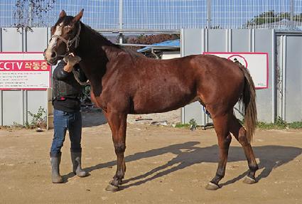 ���̾���Ƽ ����