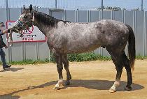 ��ũ�÷��� (SHARK PLAY) ����