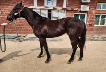 �����̾� (BORN DIA) ����