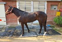 �۷θ�ũ��� (GLORY CROWN) ����