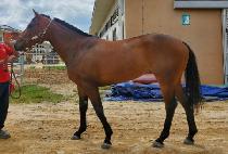 ���ַ̹� (CHIMING RUN) ����