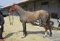 ������ũ��� (EVER THE CROWN) ����