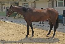 ��Ǫ���ǹ� (OPUS SILVER) ����