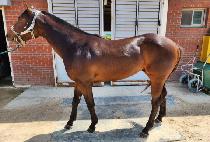 �ͽ�������Ÿ (EXQUISITE STAR) ����