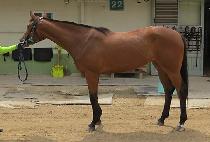 �ʽ¸� (PILSEUNGMA) ����