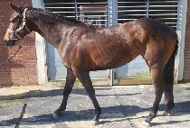 ��������Ʈ (SHADOW KNIGHT) ����