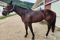 Ȧ������ (HOLY WINGS) ����