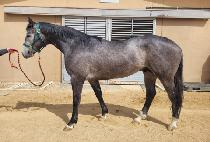 ������ (BACCHUS) ����