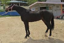 ��������Ʈ (MAGIC IMPACT) ����