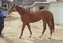 ��������� (SPECIAL FORCE) ����