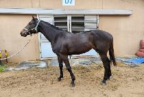 �׷���Ʈ�� (GREAT QUEEN) ����