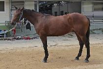 ��ȣ���� (TOHOMARKET) ����