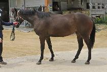 ��������� (LOVELY GOLD) ����