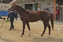 ���̾�Ʈ���� (GIANT STEP) ����