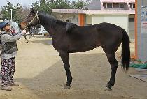 �ż��ĵ� (GEOSEN PADO) ����