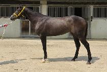 ��´����ζ� (RAON THE AURORA) ����