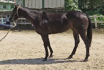 LOVE SCARLET picture