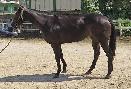 ���꽺Į�� ����