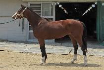 �ް����� (MEGA STEP) ����