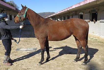 ��´��ĸ�Ÿ ����