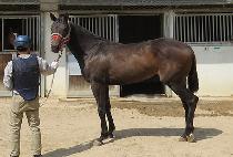 ��´��ô� (RAON THE SIDAE) ����