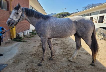 ����ŷ�� ����