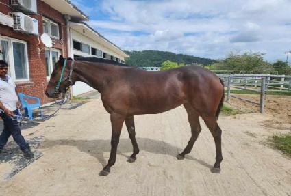 �׿Ƚ�Ƽ ����