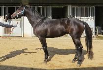 �Ŀ����� (POWER MONSTER) ����