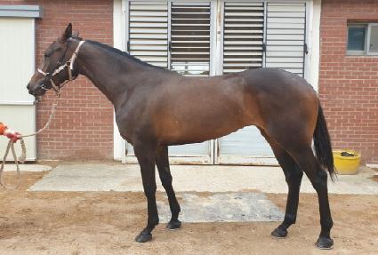 ����Ǯ���̷� ����