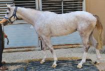 �м� (PASSION) ����