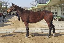 ����ƮƼ�ƶ� (PERFECT TIARA) ����