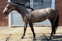 õ�ϰǰ� (CHEONHA GEONGANG) ����