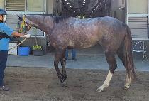 ���׷��̻轺 (NEW GRAY SOCKS) ����