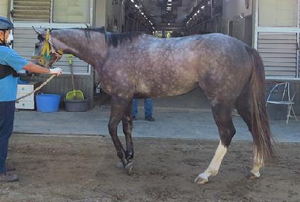 ���׷��̻轺 ����