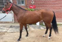 �Ѹ� (LOLLY) ����