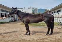 �ö��׷��̼� (FLYING RACER) ����