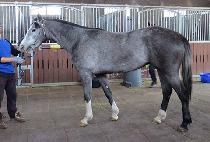 �ǿ��������� (P N S REY) ����