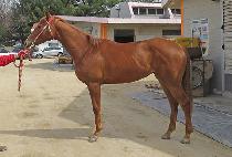 ��Ŭ�������� (ECLIPSE BERRY) ����